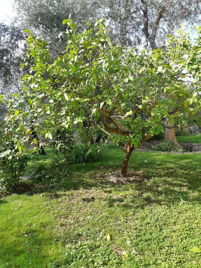 Casa Vacanze Ester برنزوني سول جاردا المظهر الخارجي الصورة